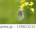 前翅と後翅を畳んで止まるモンシロチョウ 139813232