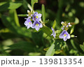 タチイヌノフグリの花 139813354