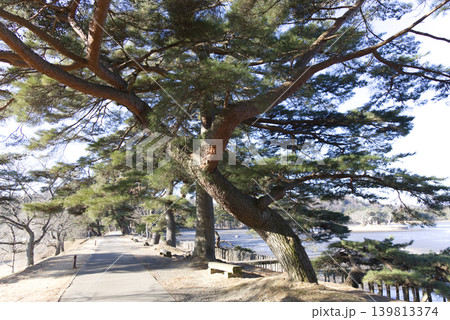 松のある風景 松のある風景 139813374