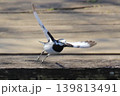 飛び立った瞬間のハクセキレイ 139813491