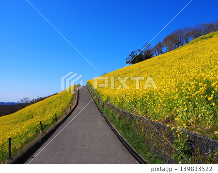 絶景の菜の花畑 絶景の菜の花畑 139813522