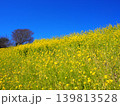 絶景の菜の花畑 139813528