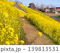 絶景の菜の花畑 139813531