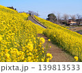 絶景の菜の花畑 139813533