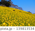 絶景の菜の花畑 139813534