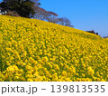 絶景の菜の花畑 139813535