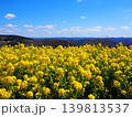 絶景の菜の花畑 139813537
