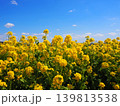 絶景の菜の花畑 139813538