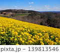 絶景の菜の花畑 139813546