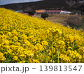 絶景の菜の花畑 139813547