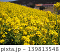 絶景の菜の花畑 139813548