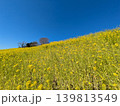 絶景の菜の花畑 139813549
