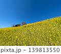 絶景の菜の花畑 139813550