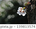 幹に咲く桜（ソメイヨシノ） 139813574