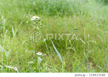 野に咲くヒメジオンの白い花 野に咲くヒメジオンの白い花 139813580
