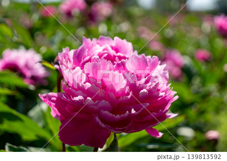 シャクヤクの花のクローズアップ(鈴鹿シャクヤクまつり) シャクヤクの花のクローズアップ(鈴鹿シャクヤクまつり) 139813592