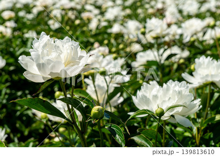 シャクヤクの花のクローズアップ(鈴鹿シャクヤクまつり) シャクヤクの花のクローズアップ(鈴鹿シャクヤクまつり) 139813610