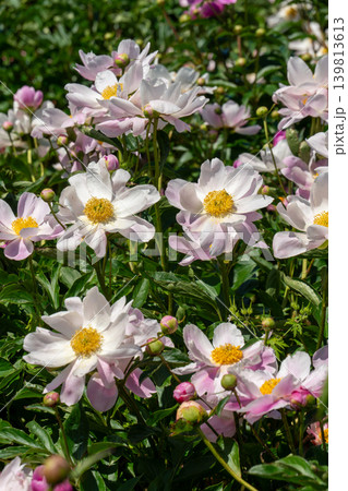 シャクヤクの花のクローズアップ(鈴鹿シャクヤクまつり) シャクヤクの花のクローズアップ(鈴鹿シャクヤクまつり) 139813613