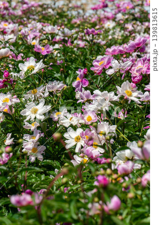 シャクヤクの花のクローズアップ(鈴鹿シャクヤクまつり) シャクヤクの花のクローズアップ(鈴鹿シャクヤクまつり) 139813615