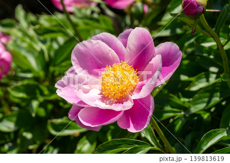 シャクヤクの花のクローズアップ(鈴鹿シャクヤクまつり) シャクヤクの花のクローズアップ(鈴鹿シャクヤクまつり) 139813619