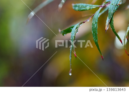 雨粒きらめく細葉のナチュラル背景 雨粒きらめく細葉のナチュラル背景 139813643