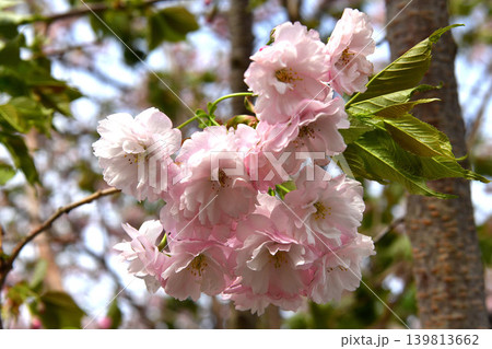 逆光の八重桜 139813662