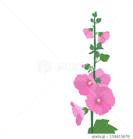 手描きの花のイラスト　タチアオイ 139813670