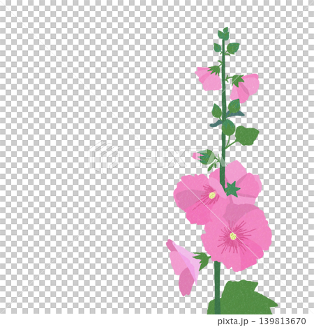 手描きの花のイラスト　タチアオイ 139813670