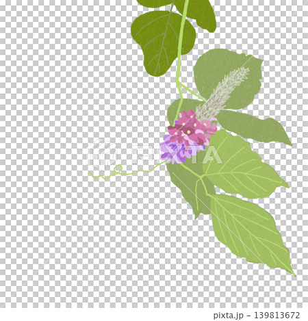 Hand-drawn flower illustration - Kudzu Hand-drawn flower illustration - Kudzu 139813672