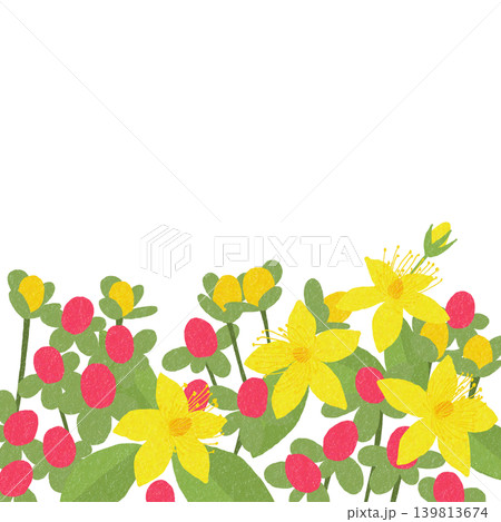 手描きの花のイラスト オトギリソウ 手描きの花のイラスト オトギリソウ 139813674