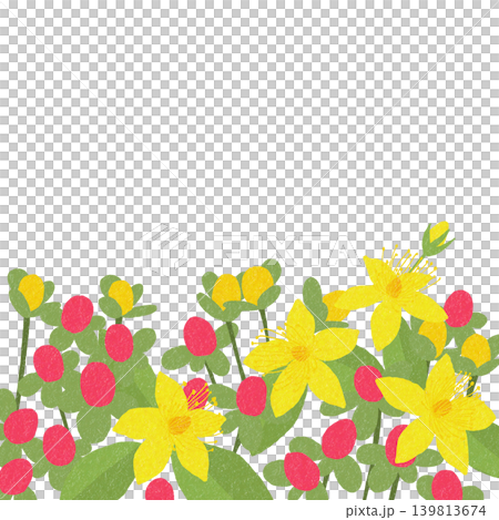手描きの花のイラスト オトギリソウ 手描きの花のイラスト オトギリソウ 139813674