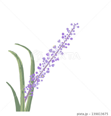 手描きの花のイラスト ヤブラン 手描きの花のイラスト ヤブラン 139813675
