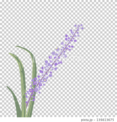 手描きの花のイラスト ヤブラン 手描きの花のイラスト ヤブラン 139813675