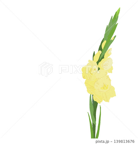 手描きの花のイラスト グラジオラス 手描きの花のイラスト グラジオラス 139813676