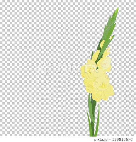 手描きの花のイラスト グラジオラス 手描きの花のイラスト グラジオラス 139813676