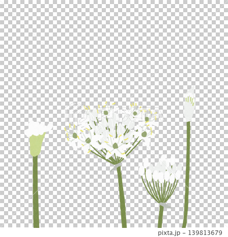 手繪花卉插圖:韭菜花 手繪花卉插圖:韭菜花 139813679