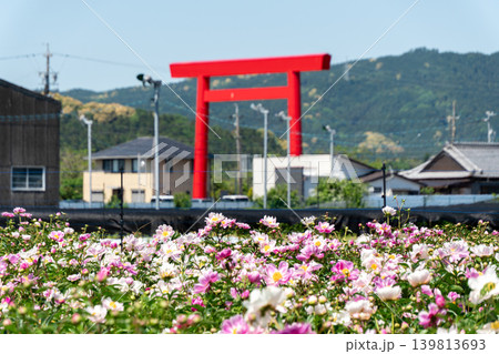 シャクヤクのクローズアップ　背景に椿大神社の大鳥居（鈴鹿シャクヤクまつり） 139813693