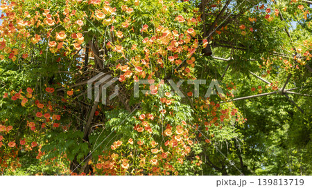 trumpet vine trumpet vine 139813719