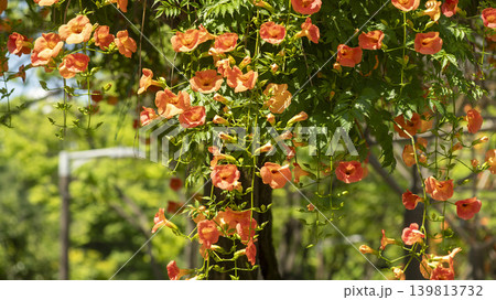 trumpet vine 139813732