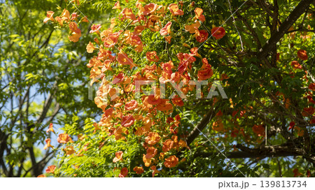 trumpet vine trumpet vine 139813734