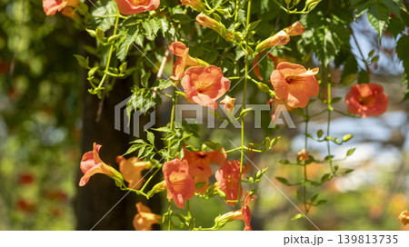 trumpet vine trumpet vine 139813735