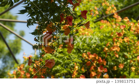 trumpet vine 139813751