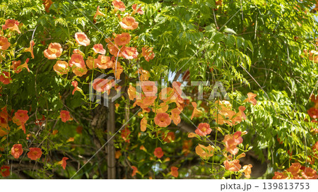 trumpet vine trumpet vine 139813753