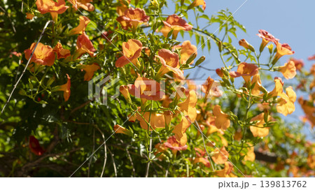 trumpet vine trumpet vine 139813762