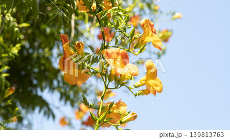 trumpet vine 139813763