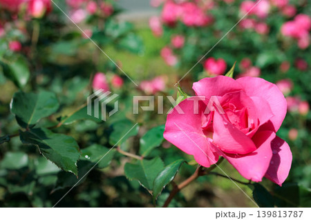多くの人々の心を癒す色とりどりに咲き誇るバラの花たち 139813787