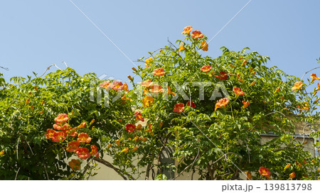 trumpet vine trumpet vine 139813798