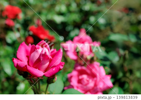 多くの人々の心を癒す色とりどりに咲き誇るバラの花たち 139813839