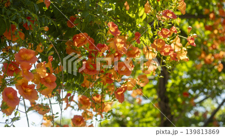 trumpet vine trumpet vine 139813869
