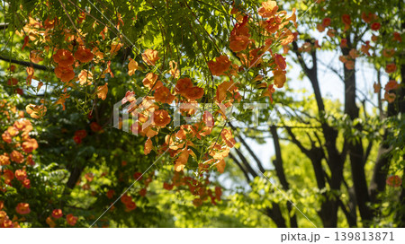trumpet vine trumpet vine 139813871